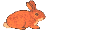 lepus